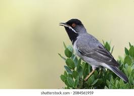 Image result for Sylvia rueppelli