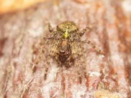 Attēlu rezultāti vaicājumam “Gibbaranea gibbosa”