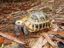 Attēlu rezultāti vaicājumam “Tortula lingulata macro”