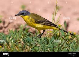 Attēlu rezultāti vaicājumam “Motacilla flava flava”