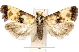 Attēlu rezultāti vaicājumam “Eupoecilia angustana”