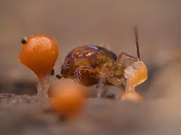 Attēlu rezultāti vaicājumam “Ptenothrix sp.”