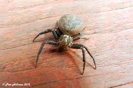 Attēlu rezultāti vaicājumam “Xysticus cristatus”