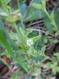 Attēlu rezultāti vaicājumam “Moehringia trinervia bud”