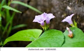 Image result for Ipomoea Lavender