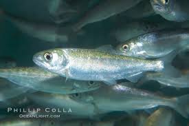 Image result for Oncorhynchus tshawytscha