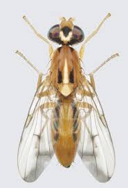 Attēlu rezultāti vaicājumam “Tephritidae”