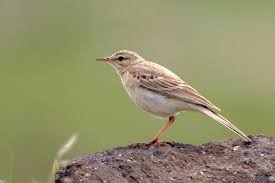 Image result for Anthus campestris
