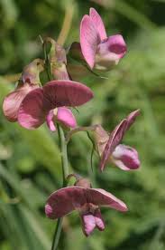 Attēlu rezultāti vaicājumam “Lathyrus sylvestris bud”