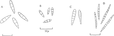 Image result for Monacrosporium copepodii