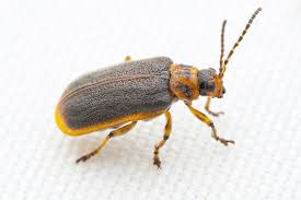 Attēlu rezultāti vaicājumam “Galerucella nymphaeae”