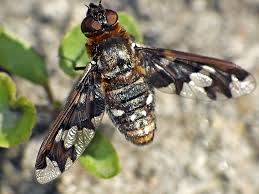 Attēlu rezultāti vaicājumam “Exoprosopa capucina”