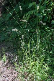 Attēlu rezultāti vaicājumam “Anthoxanthum odoratum flower”