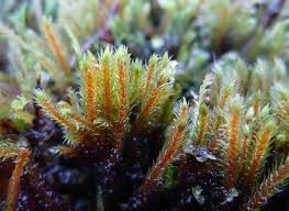 Attēlu rezultāti vaicājumam “Philonotis”