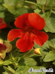 Image result for Mimulus x hybrida