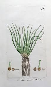 Attēlu rezultāti vaicājumam “Isoetes lacustris leaf”