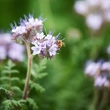 Attēlu rezultāti vaicājumam “Phacelia tanacetifolia flower”