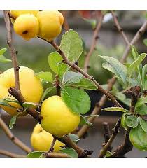 Attēlu rezultāti vaicājumam “Kalopanax septemlobus fruit”