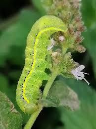 Attēlu rezultāti vaicājumam “Lacanobia oleracea”