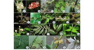 Attēlu rezultāti vaicājumam “Urticaceae”