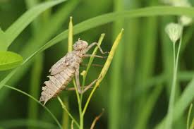 Attēlu rezultāti vaicājumam “Epitheca bimaculata”