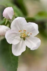 Attēlu rezultāti vaicājumam “Malus domestica flower”