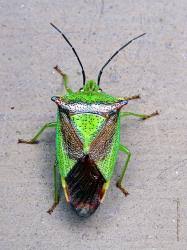 Attēlu rezultāti vaicājumam “Acanthosoma haemorrhoidale imago”