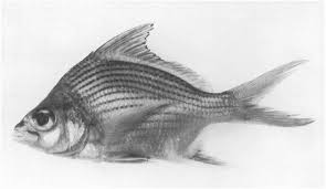 Image result for Eugerres plumieri