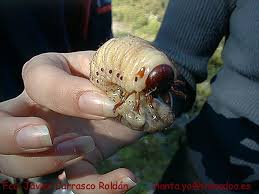 Attēlu rezultāti vaicājumam “Oryctes nasicornis larva”