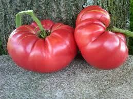 Afbeeldingsresultaat voor cabin tomato