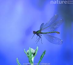 Attēlu rezultāti vaicājumam “Calopteryx virgo female”