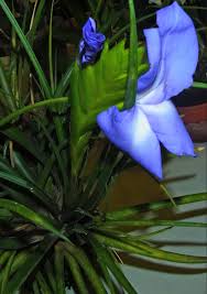 Image result for tillandsia umbellata