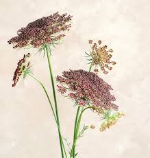 Image result for Daucus carota