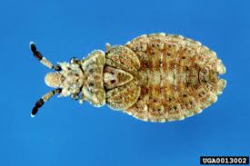 Attēlu rezultāti vaicājumam “Aradus betulae”