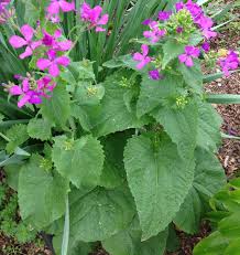 Attēlu rezultāti vaicājumam “Lunaria annua flower”