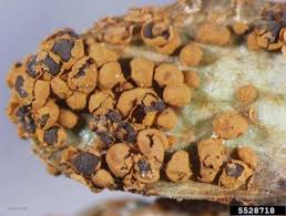 Attēlu rezultāti vaicājumam “Diderma montanum spores”