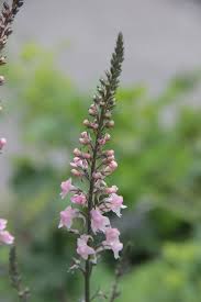 Attēlu rezultāti vaicājumam “Linaria loeselii”