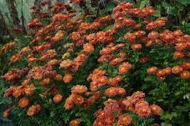 Image result for Chrysanthemum sebatense