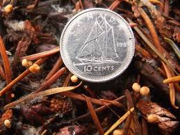 Attēlu rezultāti vaicājumam “Heyderia abietis”