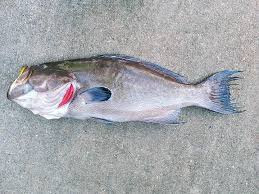 Image result for Mycteroperca phenax