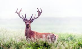 Image result for The Royal Stag Weekends