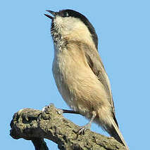 Attēlu rezultāti vaicājumam “Poecile montanus adult”