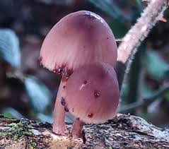 Attēlu rezultāti vaicājumam “Mycena haematopus”