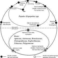 Attēlu rezultāti vaicājumam “Pemphigus borealis”
