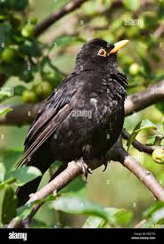 Attēlu rezultāti vaicājumam “Turdus merula male”