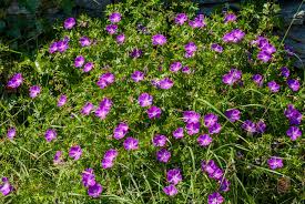 Attēlu rezultāti vaicājumam “Geranium sanguineum flower”