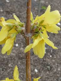 Attēlu rezultāti vaicājumam “Forsythia suspensa flower”