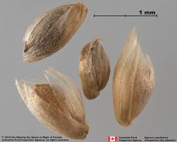 Attēlu rezultāti vaicājumam “Phleum pratense”