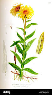 Attēlu rezultāti vaicājumam “Inula salicina leaf”