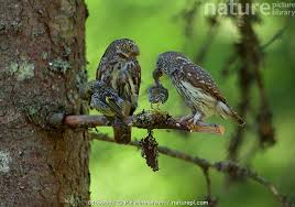 Attēlu rezultāti vaicājumam “Glaucidium passerinum”